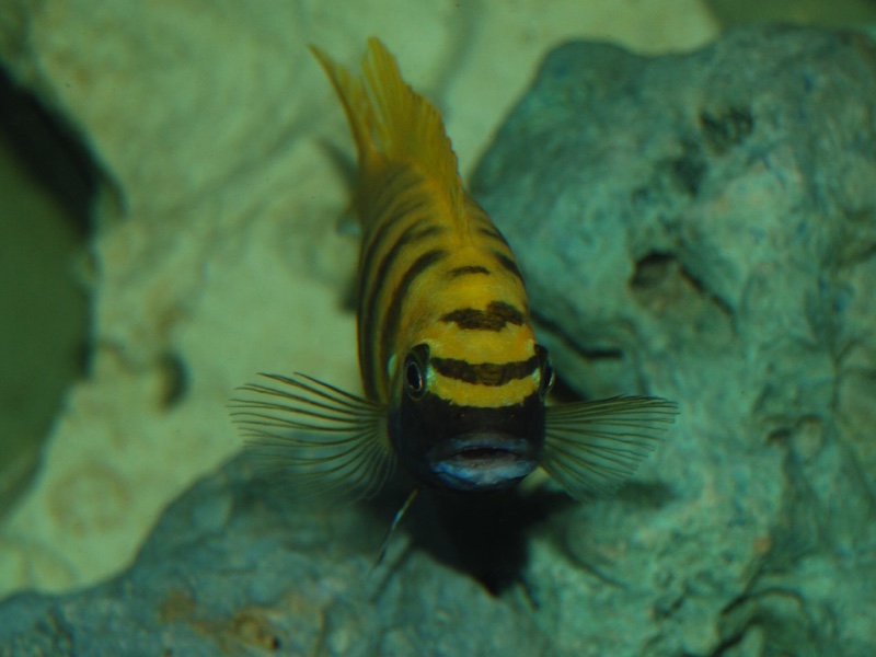 Maylandia sp. 'zebra gold' Kawanga